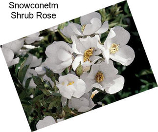 Snowconetm Shrub Rose