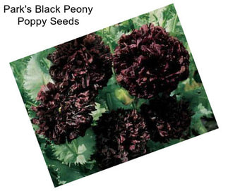 Park\'s Black Peony Poppy Seeds