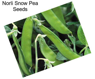 Norli Snow Pea Seeds