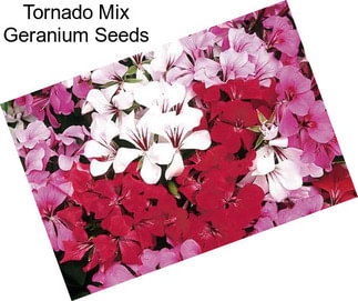 Tornado Mix Geranium Seeds