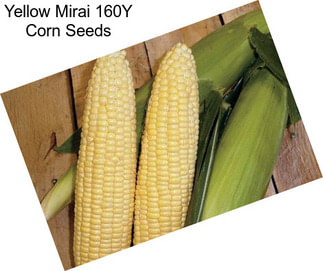 Yellow Mirai 160Y Corn Seeds