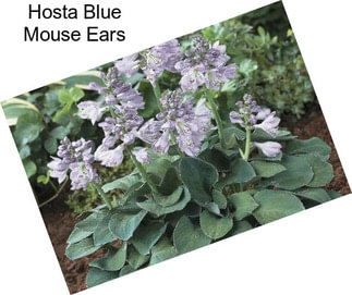 Hosta Blue Mouse Ears