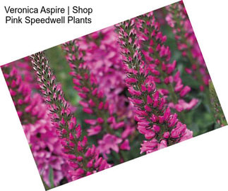 Veronica Aspire | Shop Pink Speedwell Plants