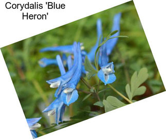 Corydalis \'Blue Heron\'