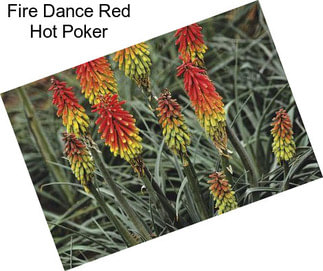 Fire Dance Red Hot Poker