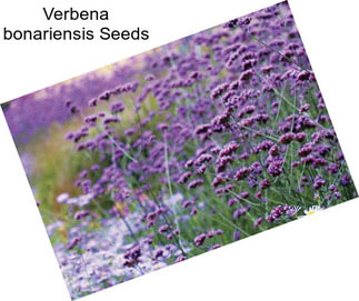 Verbena bonariensis Seeds