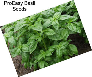 ProEasy Basil Seeds