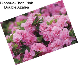 Bloom-a-Thon Pink Double Azalea