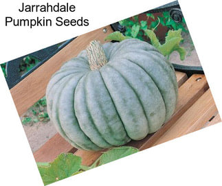 Jarrahdale Pumpkin Seeds