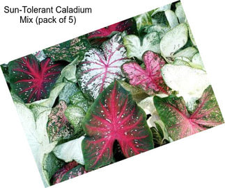 Sun-Tolerant Caladium Mix (pack of 5)