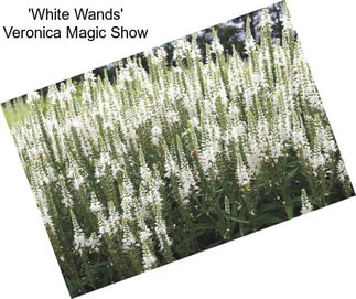 \'White Wands\' Veronica Magic Show