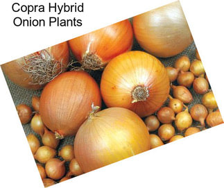 Copra Hybrid Onion Plants