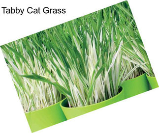 Tabby Cat Grass
