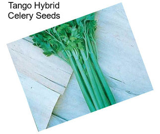 Tango Hybrid Celery Seeds