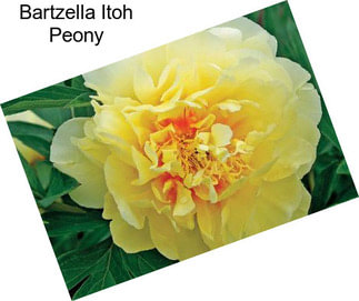 Bartzella Itoh Peony