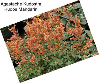 Agastache Kudostm \'Kudos Mandarin\'