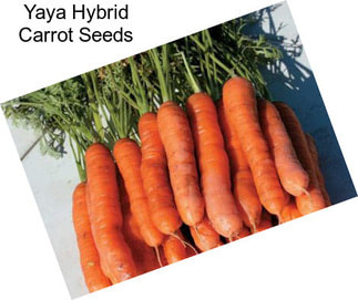 Yaya Hybrid Carrot Seeds