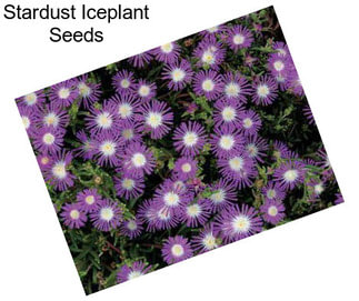 Stardust Iceplant Seeds