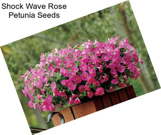 Shock Wave Rose Petunia Seeds