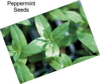 Peppermint Seeds