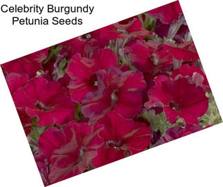 Celebrity Burgundy Petunia Seeds