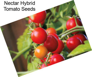 Nectar Hybrid Tomato Seeds
