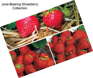 June-Bearing Strawberry Collection