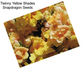 Twinny Yellow Shades Snapdragon Seeds