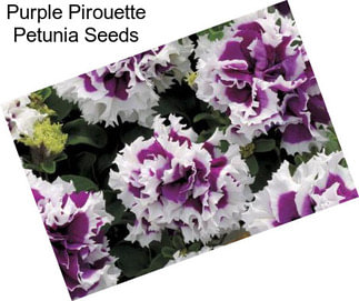 Purple Pirouette Petunia Seeds