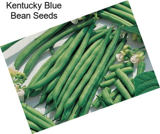 Kentucky Blue Bean Seeds