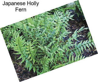 Japanese Holly Fern