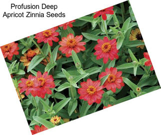 Profusion Deep Apricot Zinnia Seeds