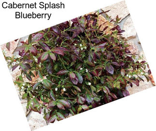 Cabernet Splash Blueberry