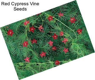 Red Cypress Vine Seeds