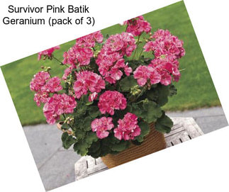 Survivor Pink Batik Geranium (pack of 3)