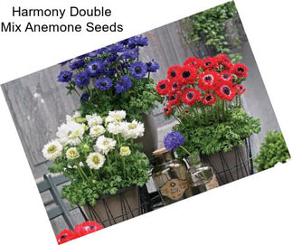 Harmony Double Mix Anemone Seeds