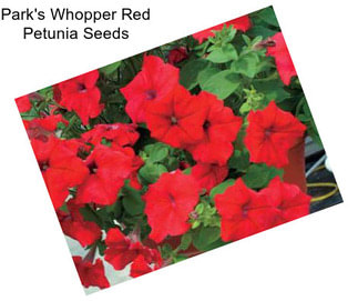 Park\'s Whopper Red Petunia Seeds
