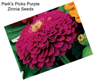 Park\'s Picks Purple Zinnia Seeds