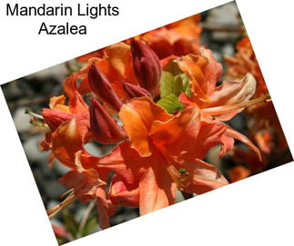 Mandarin Lights Azalea
