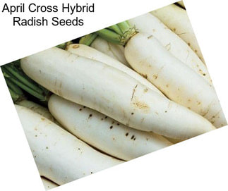 April Cross Hybrid Radish Seeds