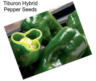 Tiburon Hybrid Pepper Seeds