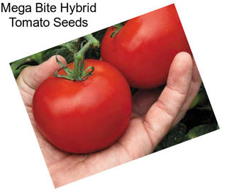 Mega Bite Hybrid Tomato Seeds