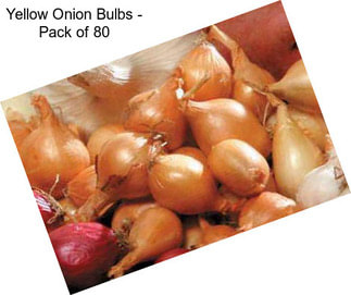 Yellow Onion Bulbs - Pack of 80