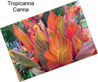 Tropicanna Canna