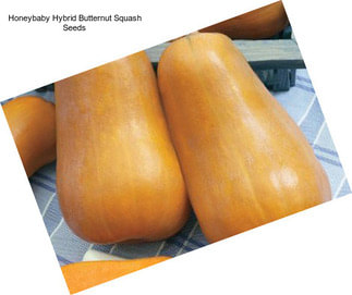 Honeybaby Hybrid Butternut Squash Seeds