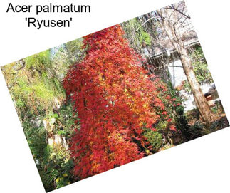 Acer palmatum \'Ryusen\'
