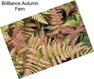 Brilliance Autumn Fern