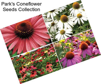 Park\'s Coneflower Seeds Collection