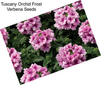 Tuscany Orchid Frost Verbena Seeds