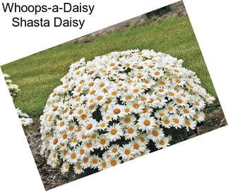 Whoops-a-Daisy Shasta Daisy